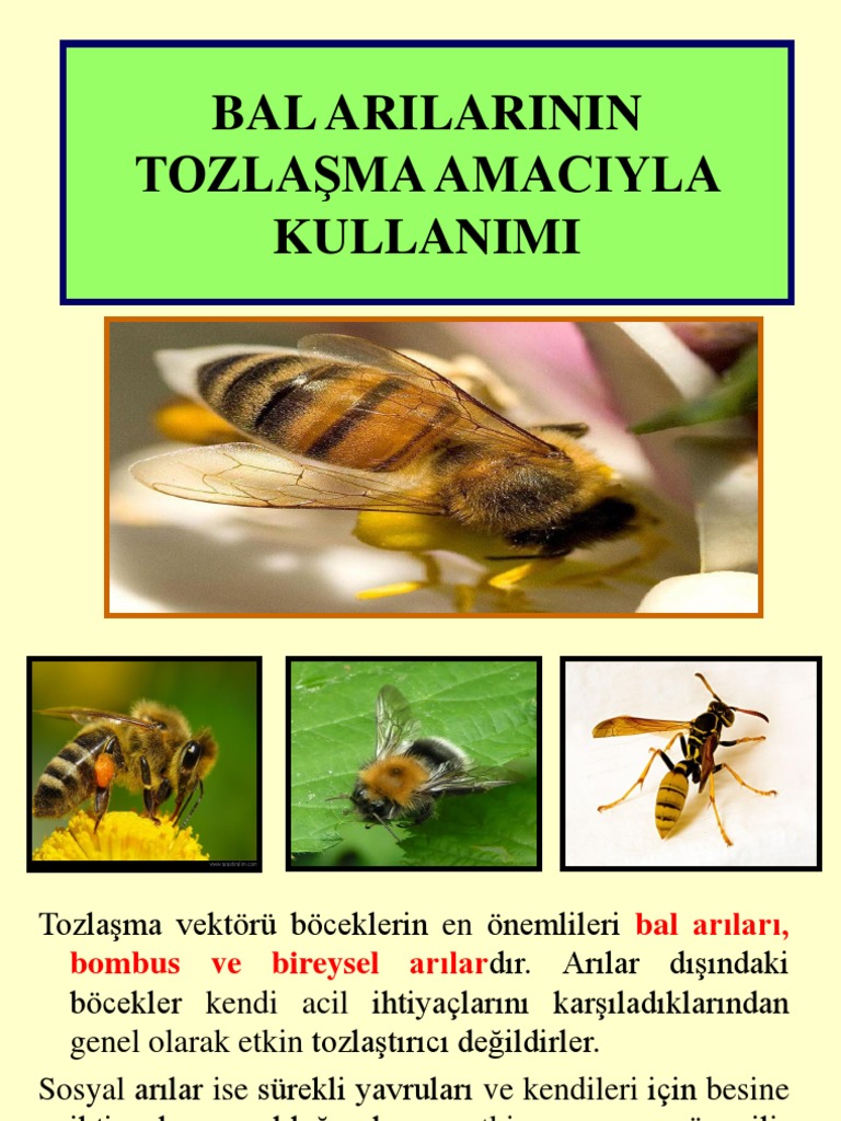 Bal arilarinin tozla ma amaciyla kullanimi pdf