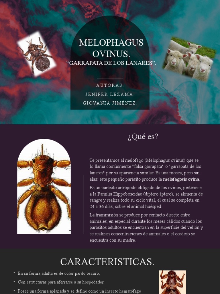 garrapata-falsa-pdf