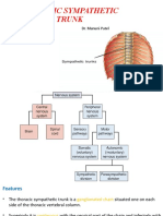 Thoracic Sympathetic Trunk Anatomy