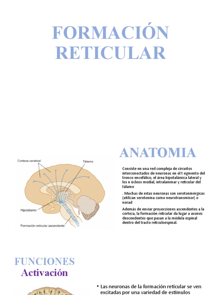 Sist Reticular | PDF | Corteza cerebral | Hipocampo