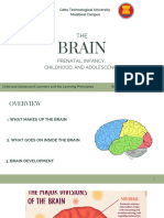 Brain Development