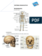 Sistema esqueletico: 206 huesos clasificados