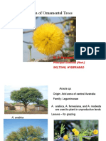 Identification of Ornamental Trees: Dr. P. Prashanth Principal Scientist (Hort.) Skltshu, Hyderabad