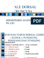 Axiale Dorsal (Truncus) : Departemen Anatomi FK Usu