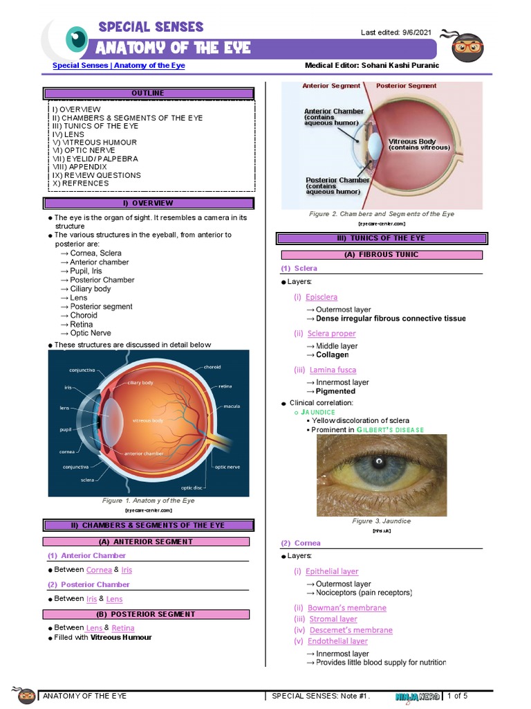 419 EyesEarsNoseThroat Physiology) Eye Anatomy PDF Human Eye