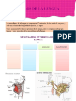 Musculos de La Lengua