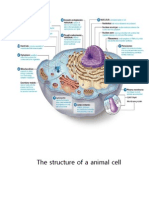The Structure of A Animal Cell