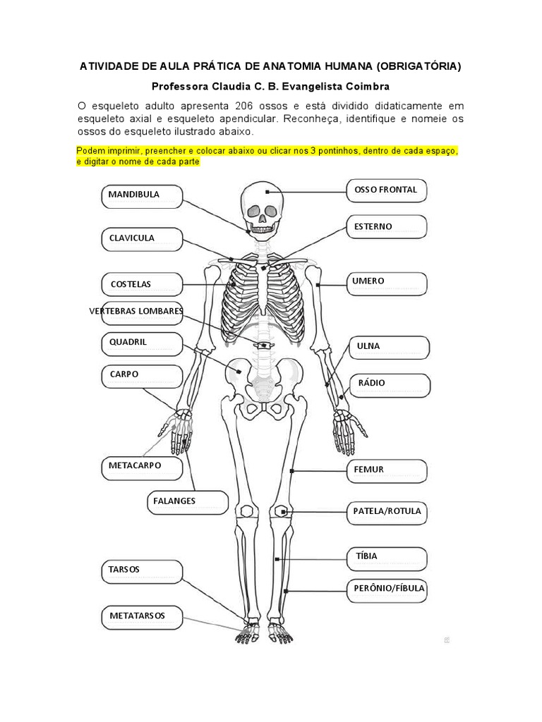 Relatorio Anatomia | PDF | Ventrículo (coração) | Veia, image size:768x1024