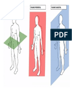 Planos anatómicos transversal, frontal y sagital