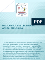 4 Malformaciones Del Aparato Genital Masculino