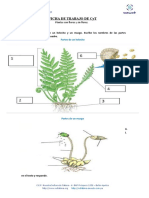 Ficha de Trabajo de Plantas Con Flores y Sin Flores