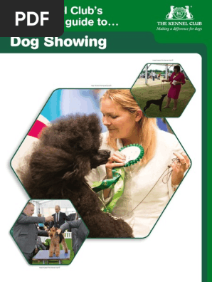 beginners guide to  dog showing