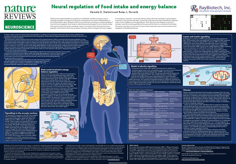 Neural Regulation of Food Intake and Energy Balance | PDF