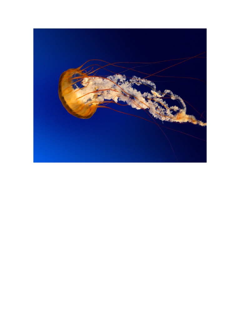 Medusa | PDF