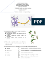 Las células nerviosas: estructura, tipos y función