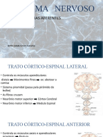 Mapa Mental Das Vias Eferentes