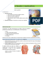 Músculos Faciales y Masticadores