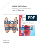 Endocrino 3 - Paratiroides y Suprarrenal
