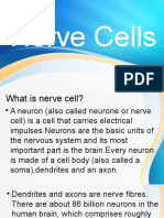 Nerve Cells 2