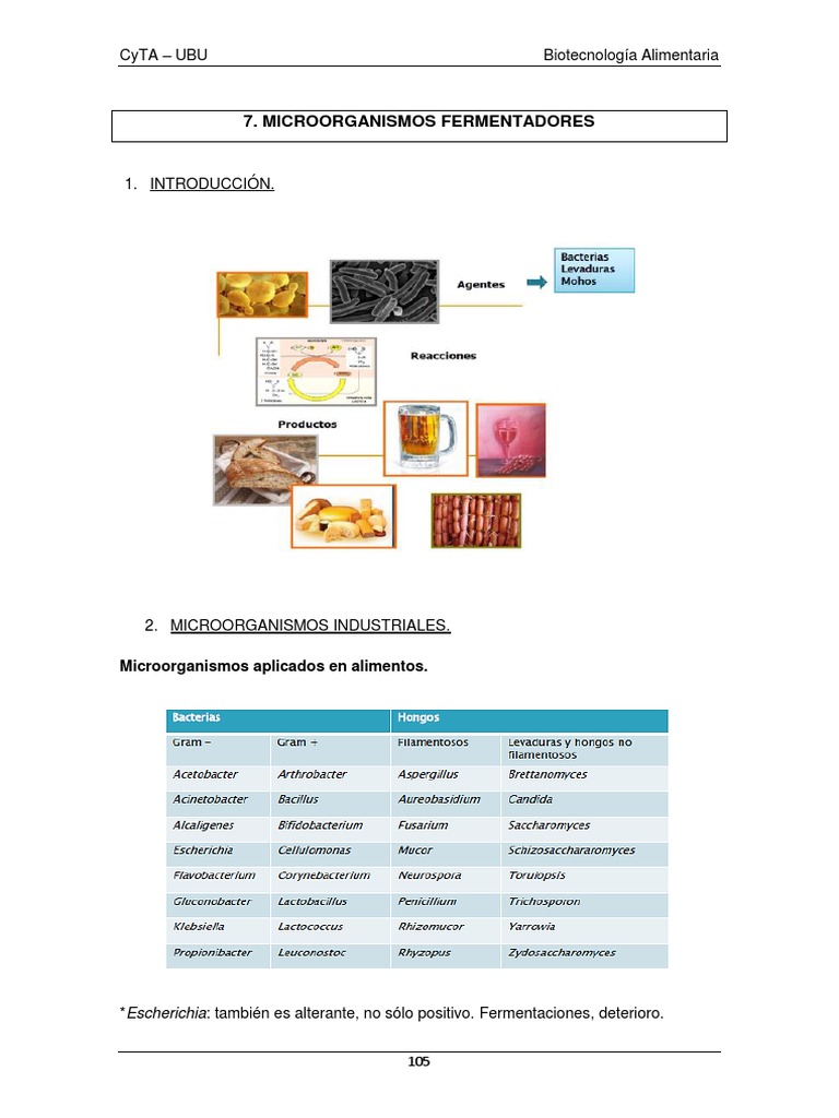 Microorganismos Fermentadores en Alimentos | PDF | Ácido láctico ...