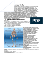 Sistema Osteomioarticular