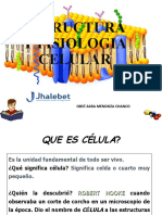 Estructura Y Fisiologia Celular: Docente: Jhon Albeiro Dìaz Cuadro, Qco