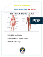 Sistema Muscular