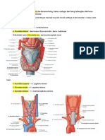 Anatomy of Thyroid