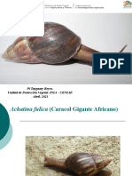 Achatina Fulica en Venezuela, 2023