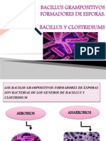 Bacillus Grampositivos Formadores de Esporas