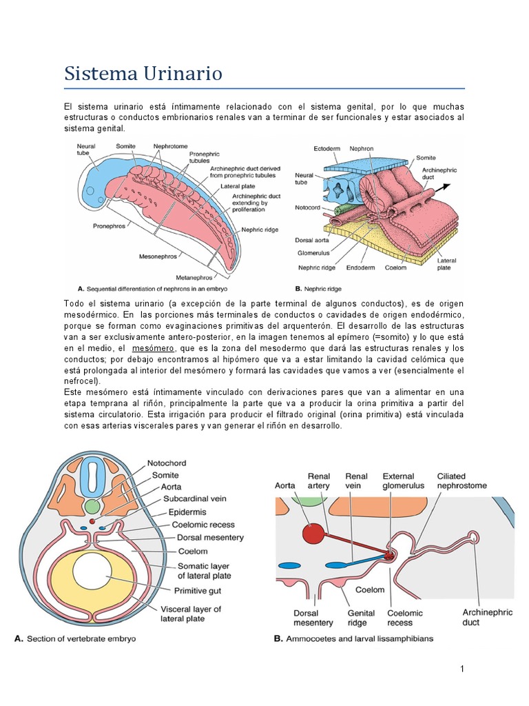 Sist Urinario Pdf Riñón Vena