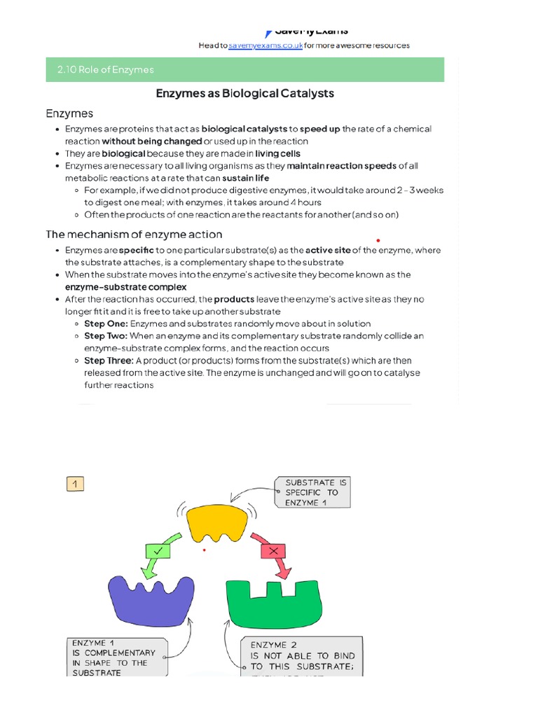 Enzymes revision notes PDF