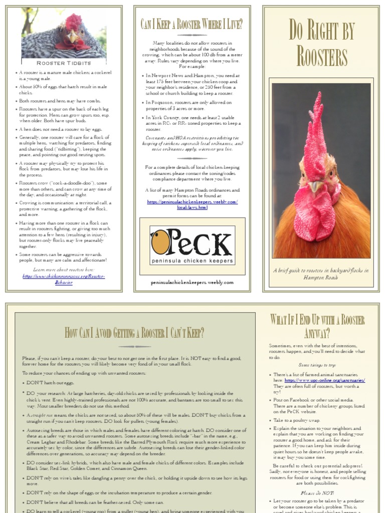 Roosters Brochure | PDF | Chicken | Birds