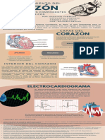 Infografia Funcionamiento Del Corazon