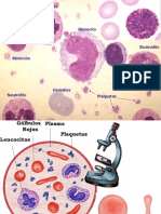 Tipos de leucocitos en sangre periférica