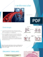 Sistema Cardiovascular: Pedro Zambrano