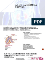 Diapositiva de Células de La Médula Suprarrenal - Hotar Chi Irene Sarai