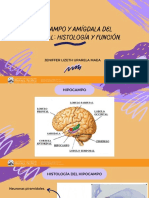Hipocampo y Amígdala Del Temporal Histología y Función.