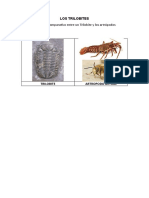 Trilobites vs artrópodos: cuadro comparativo