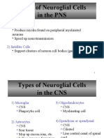 Types of Neuroglial Cells in The PNS