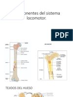 Componentes Del Sistema Locomotor