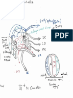 3rd Nerve Nucleus Complex