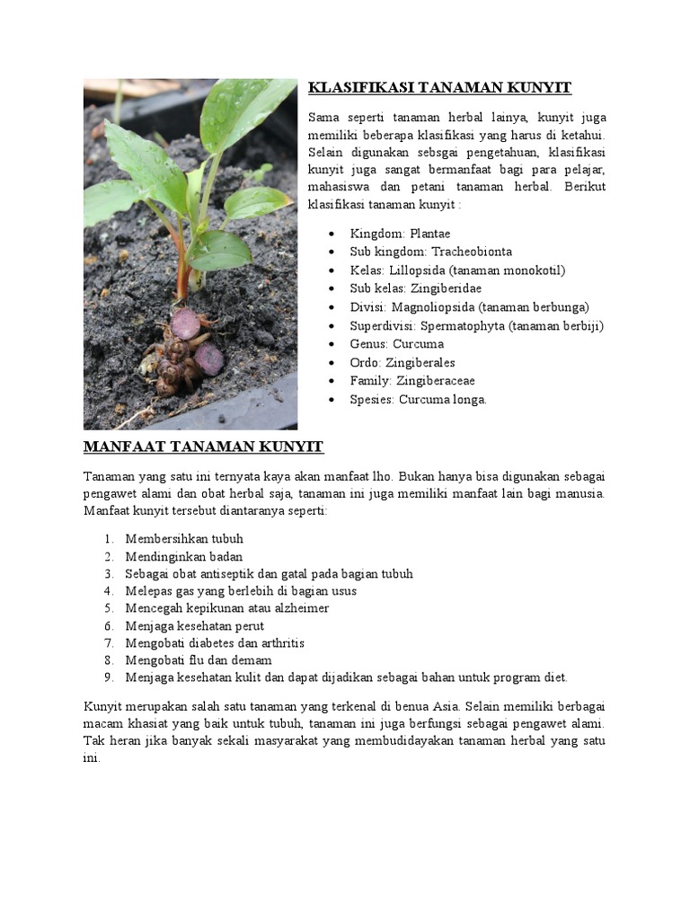 Klasifikasi tanaman kunyit pdf