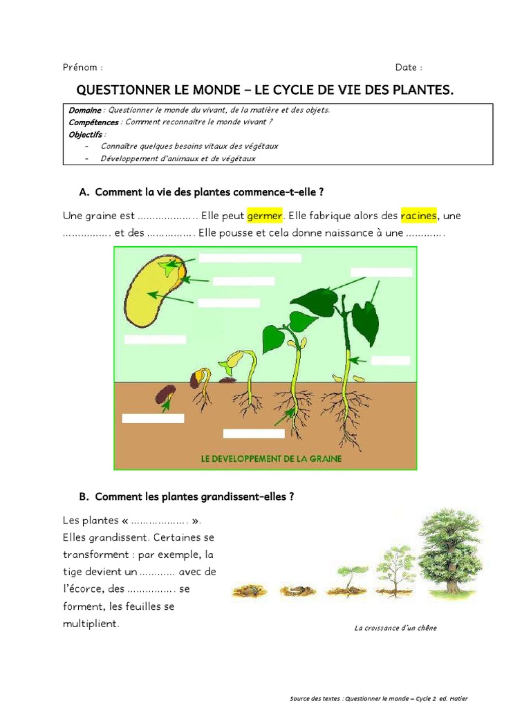 Le Développement Des Végétaux Cm1 Le Cycle de Vie Des Plantes À Compléter | PDF