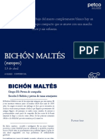 Masterfile Bichón Maltés