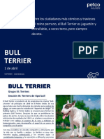 Masterfile Bull Terrier