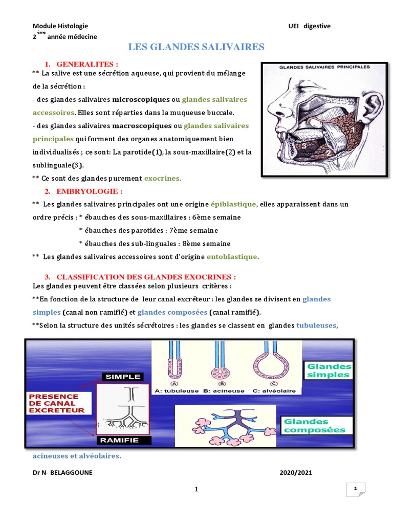 Anatomie des glandes salivaires principales PDF Épithélium Anatomie — free download