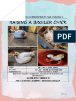 Pelina - PETA Project - Broiler Chicken