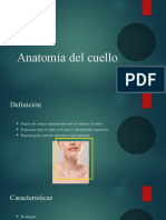 Anatomía Del Cuello