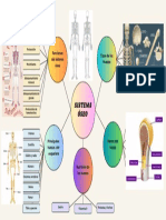 Copia de SISTEMA OSÉO-2